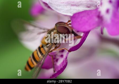 Nahaufnahme der kleinen Schwebfliege auf rosa Orchidee Stockfoto