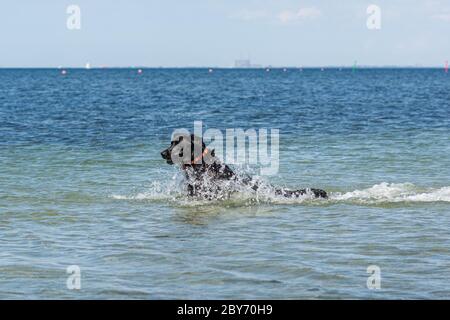 Ein fröhlicher und verspielter schwarzer labrador Retriever Hund schwimmt und spielt im Meer. Blaues Meer und Wasserspritzer Stockfoto