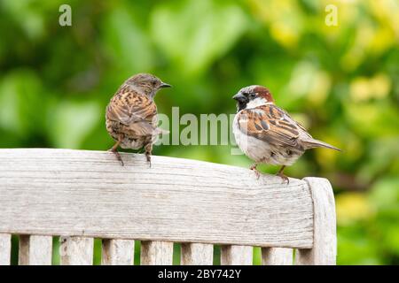 Männlicher Haussperling (Passant domesticus) und Dunnock, manchmal auch als Heckensperling (Prunella modularis) bezeichnet, die zusammen thront - Schottland, Großbritannien Stockfoto