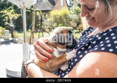 4 Wochen junger reinrassige goldene Welpen deutscher Boxerhund in Womans Arm. Stockfoto