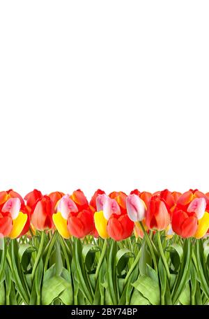 Reihe von Tulpen Stockfoto