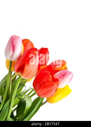 Reihe von Tulpen Stockfoto
