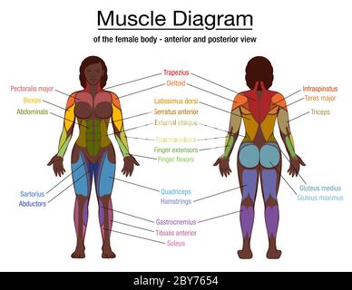 Muskeldiagramm, wichtigste Muskeln eines athletischen schwarzen Mannes, vordere und hintere Ansicht, männlicher Körper. Beschriftete Grafik auf weiß. Stockfoto