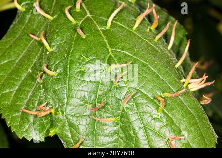 Lime Nagel Galle oder Bugle Gall von einer Milbe (Eriophyes tiliae) auf einem Blatt einer Linde (Tilia ssp.), London, Großbritannien, Frühling gebildet Stockfoto