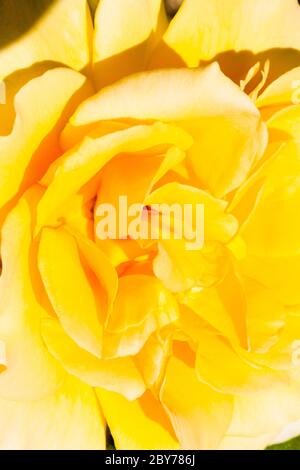 Gelbe Rosenblüte, Nahaufnahme, London, Großbritannien, Frühling Stockfoto