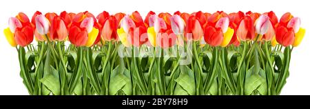 Reihe von Tulpen Stockfoto