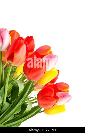 Reihe von Tulpen Stockfoto