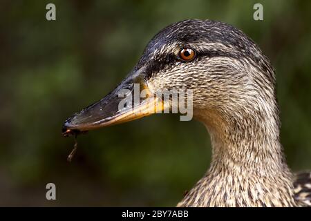 Eine Ente beim Essen Stockfoto