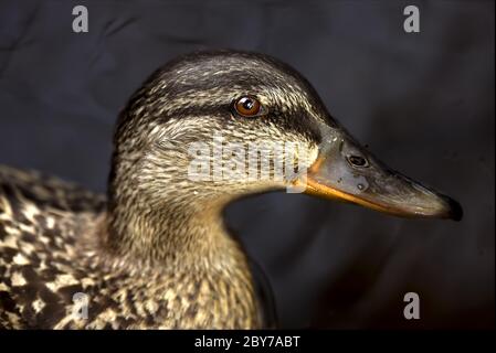 Eine Ente im Schwarz Stockfoto