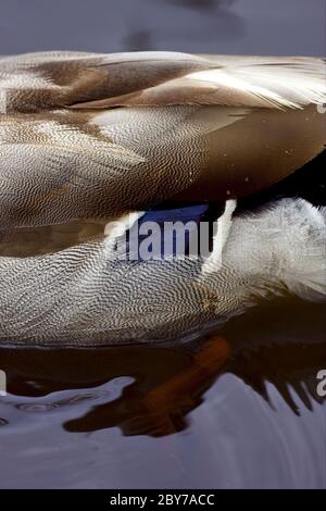 Ein Teil einer Ente Stockfoto