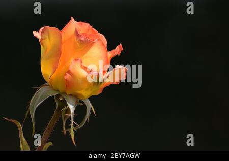 Orangefarbene und gelbe Rosenblüte auf schwarzem Hintergrund mit Kopierfläche Stockfoto