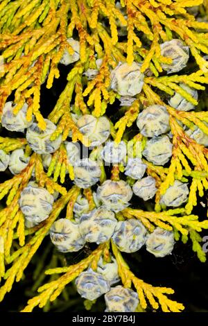 Lawson Zypresse (Chamaecyparis lawsoniana), Blätter und unreife Zapfen, London, Großbritannien, Frühling Stockfoto