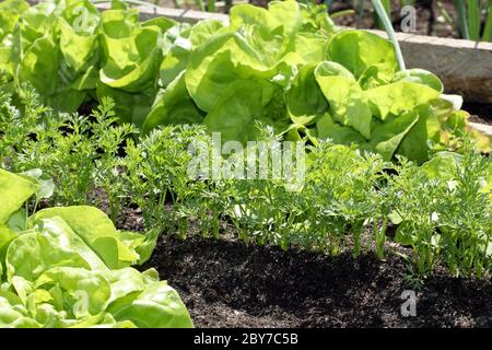 Auf einem Gartenbeet wachsen frische junge Frühlingskarotten Stockfoto