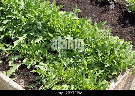 Frische junge Frühlingsrugula wächst auf einem Gartenbett Stockfoto