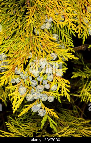 Lawson Zypresse (Chamaecyparis lawsoniana), Blätter und unreife Zapfen, London, Großbritannien, Frühling Stockfoto