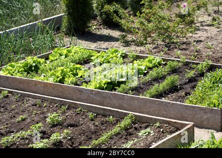 Frisches junges Frühlingsgemüse wächst auf einem Gartenbett in Holzkisten Stockfoto