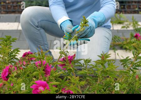 Frau schneidet eine wilde Kletterrose mit einer Beschneidschere Stockfoto
