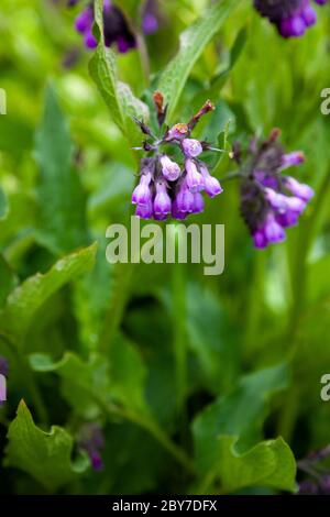 Blaue Knospe einer blauen Blume. Heilpflanze Larkweed Comfrey lat. S mphytum ist eine Gattung von mehrjährigen Waldkrautigen Pflanzen der Familie Borachnic Stockfoto