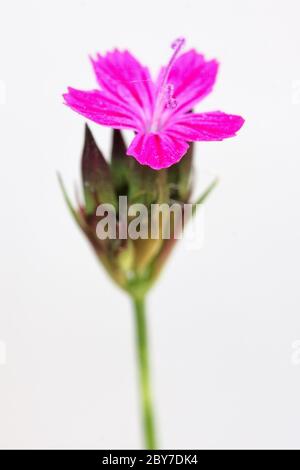 Wildviolette Nelke epilobium Stockfoto