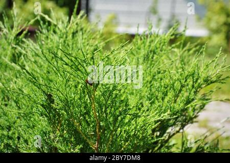 Pflanze Juniperus horizontalis auf Hintergrund des Gartens, Andorra Compact, Nahaufnahme Stockfoto