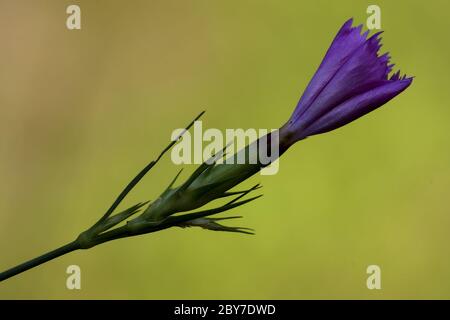 Violette Nelke wilde Sylvestris Stockfoto