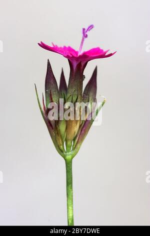 Wilde violette Nelke epilobium parviflorum in weiß Stockfoto