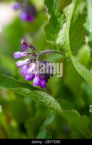 Blaue Knospe einer blauen Blume. Heilpflanze Larkweed Comfrey lat. S mphytum ist eine Gattung von mehrjährigen Waldkrautigen Pflanzen der Familie Borachnic Stockfoto