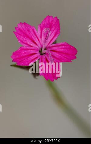 Wilde violette Nelke epilobium parviflorum Stockfoto