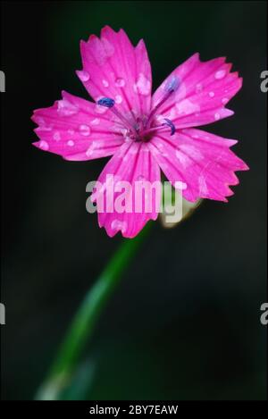 Wildviolett Nelke parviflorum epilobium Stockfoto