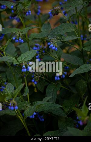 Blaue Knospe einer blauen Blume. Heilpflanze Larkweed Comfrey lat. S mphytum ist eine Gattung von mehrjährigen Waldkrautigen Pflanzen der Familie Borachnic Stockfoto