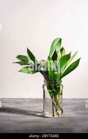 Pfingstrose rosa Blume mit grünen Blättern in Glas mit Wasser auf texturiertem Stein Hintergrund, Winkel Ansicht Stockfoto