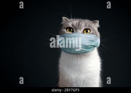Closeup Portrait reinrassige schottisch gefaltete Katze mit grüner Arztmaske reine Rasse dunkler Hintergrund Blankspace, Copyspace Stockfoto