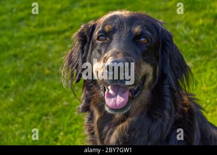 Porträt eines glücklichen schwarz-orange hovawart Hundes. hovawart Hündin Nahaufnahme. Schwarzes Hundeportrait für Kalender, Poster, Einband drucken. Stockfoto