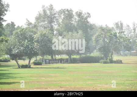 Baum in einem Feld von langem grünen Gras Stockfoto