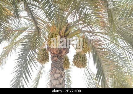 Reifungstermine hängen von einer Dattelpalme in Abu Dhabi. Stockfoto