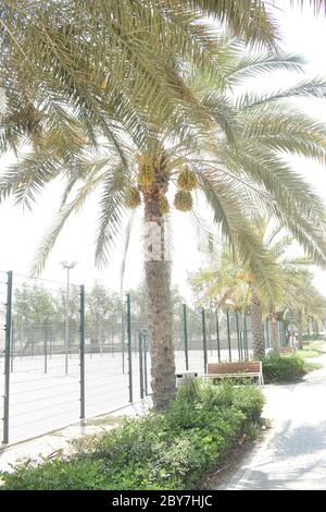 Reifungstermine hängen von einer Dattelpalme in Abu Dhabi. Stockfoto