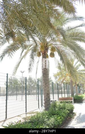 Reifungstermine hängen von einer Dattelpalme in Abu Dhabi. Stockfoto