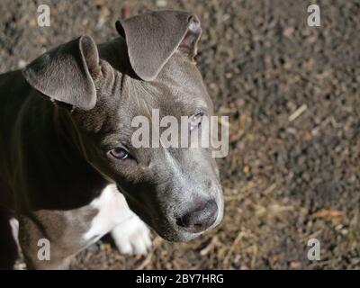 Tier Haustier Hund american staffordshire Terrier amstaff Pit-Bull grau blau weiß Stockfoto