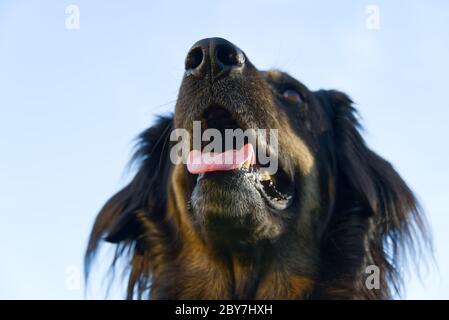 Porträt eines glücklichen schwarz-orange hovawart Hundes. hovawart Hündin Nahaufnahme. Schwarzes Hundeportrait für Kalender, Poster, Einband drucken. Stockfoto