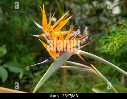 Strelitzia Reginae, Paradiesvogel Pflanze Stockfoto