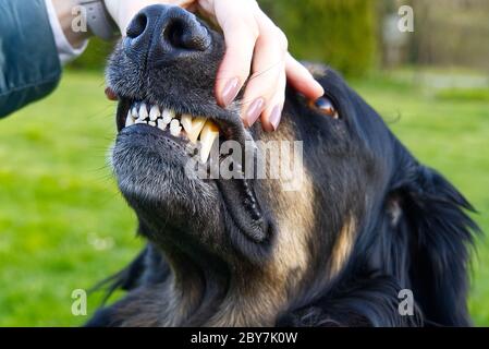 Überprüfen der Zähne bei einem Hund. Porträt von Hovawart Hündin schwarz und orange. Nahaufnahme. Hund Porträt. Selektiver Fokus Stockfoto