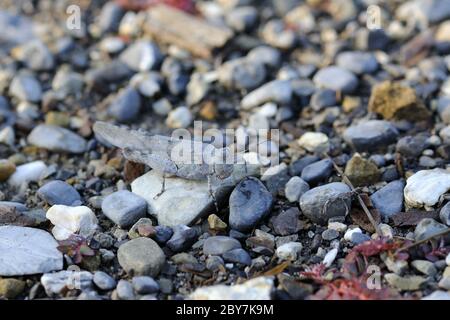 Insekt mit Blauflügelgrasschrecke Stockfoto