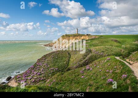 Armeria Maritima-Cap Gris-nez, Frankreich, Hauts de France Stockfoto