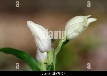 Weißer Helleborin - Cephalanthera damasonium zwei Blüten aus nächster Nähe Stockfoto