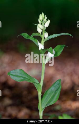 Weiße Helleborine - Cephalanthera damasonium Orchidee in Buche Waldland Stockfoto