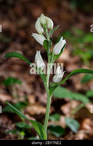 Weiße Helleborine - Cephalanthera damasonium Orchidee in Buche Waldland Stockfoto