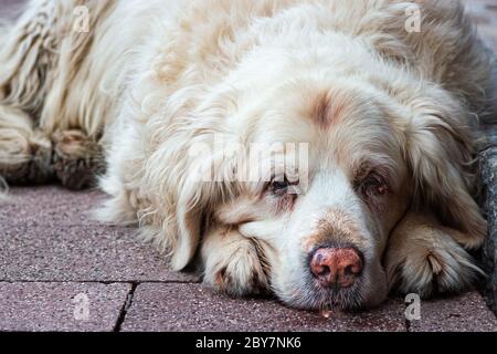 Ein trauriger und schmutziger goldener Retriever liegt draußen auf einer nassen Pflasterplatte Stockfoto