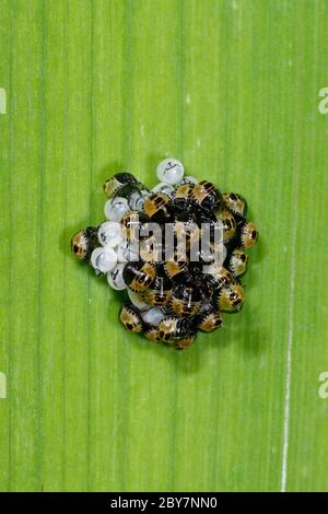 Gelber grüner Schildbug - Palomena prasina 25 frisch gegrackte Nymphen Stockfoto