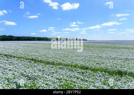 Frankreich, Cher, Berry, Brecy, Flachs oder Leinsamen (Linum usitatissimum) im Juni // Frankreich, Cher (18), Berry, Brécy, Champ de lin (Linum usitatissimum) Stockfoto