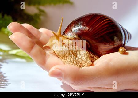 Eine kleine und eine große Achatina Schnecke mit einer dunkelbraunen glänzenden Schale auf einer weiblichen Hand Stockfoto